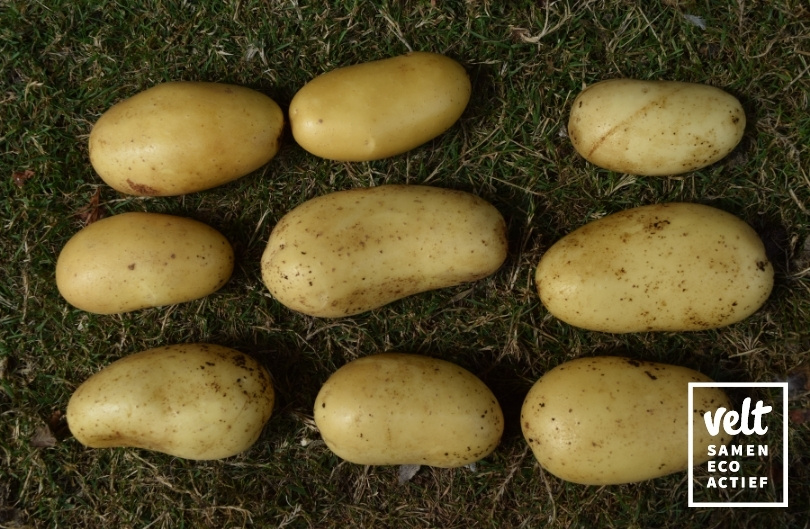 Aardappel Levante - 2,5 kg