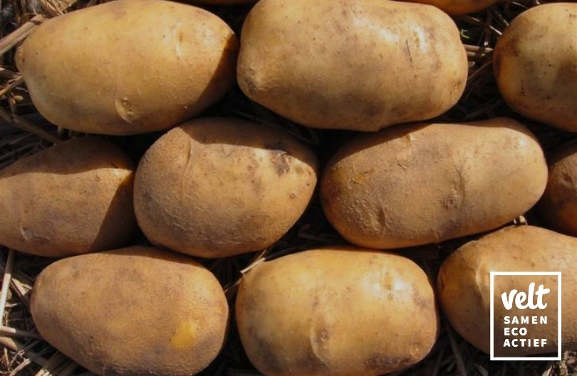 Aardappel Agria - 2,5 kg