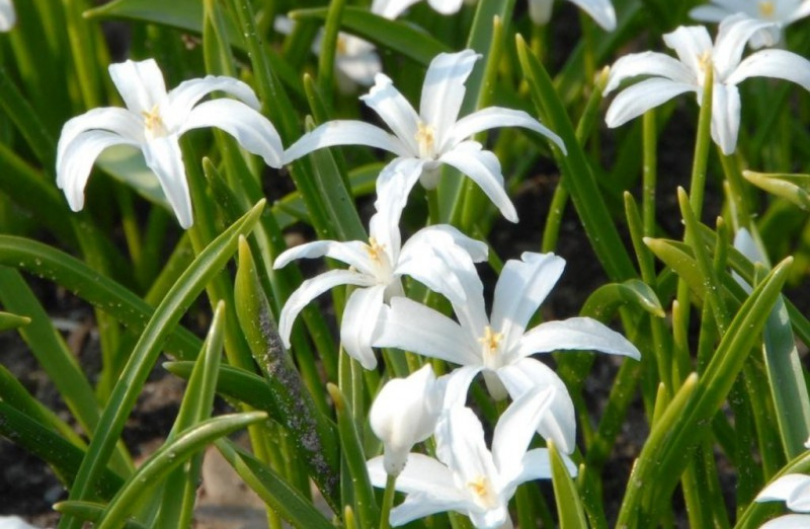 Sneeuwroem 'Alba' 