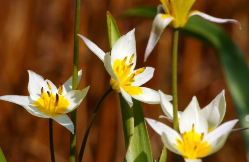 Tulp turkestanica 
