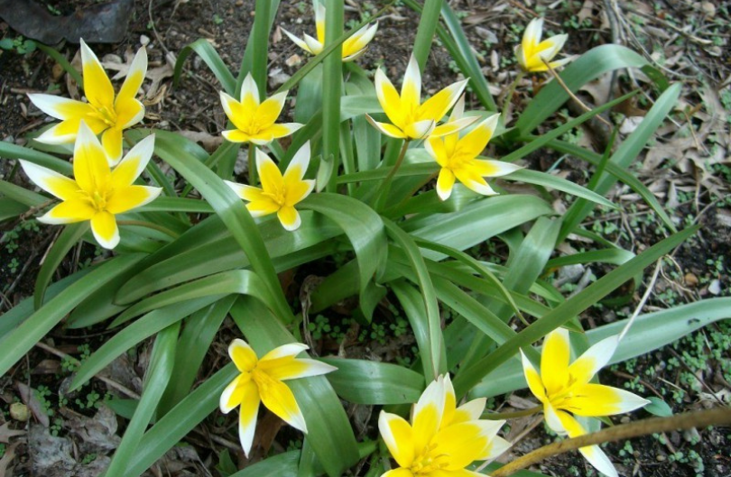 Tulp tarda 