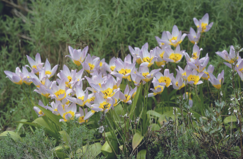 Tulp saxatilis 