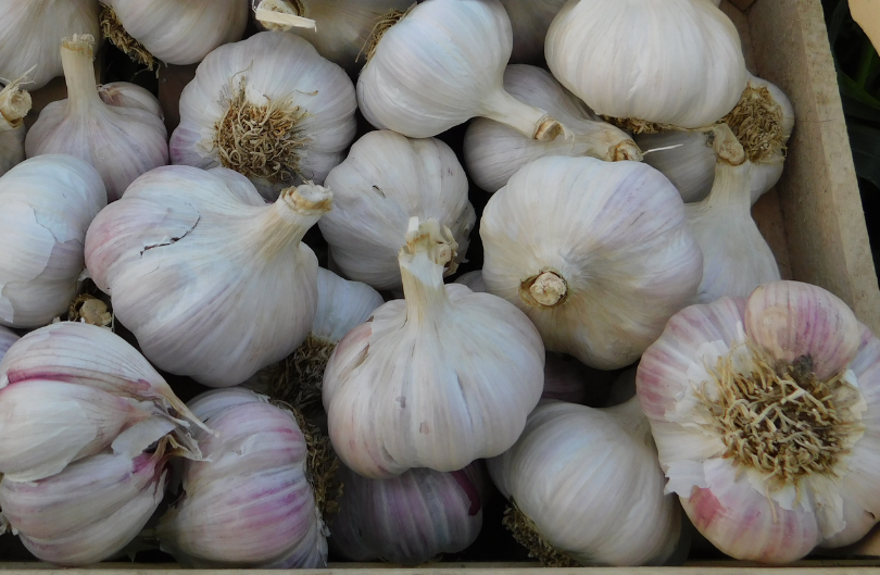 Knoflook Morado 