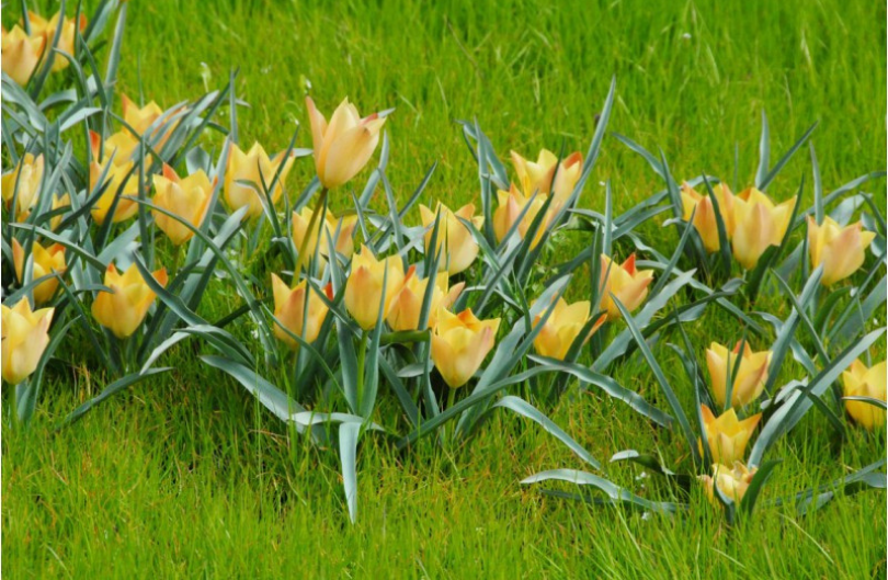 Tulp 'Bronze Charm' 