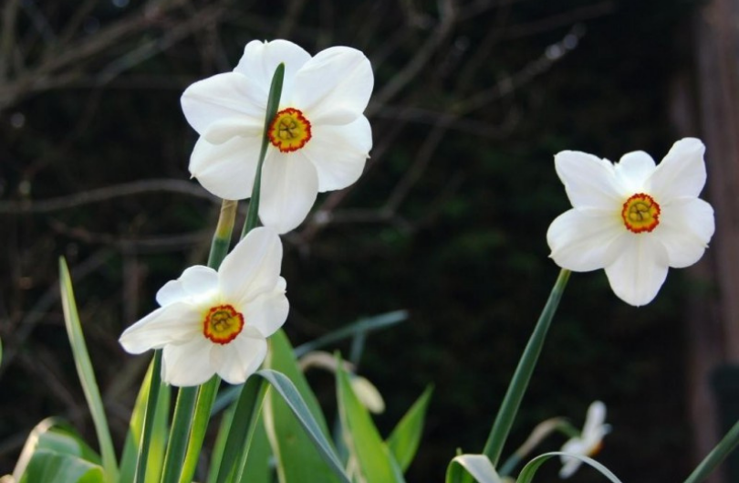 Narcis 'Recurvus' 