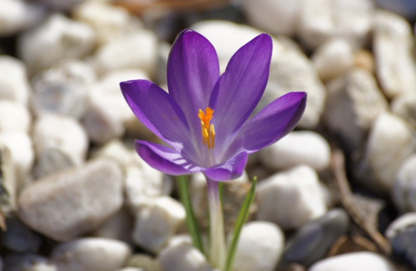 Krokus 'Ruby Giant'