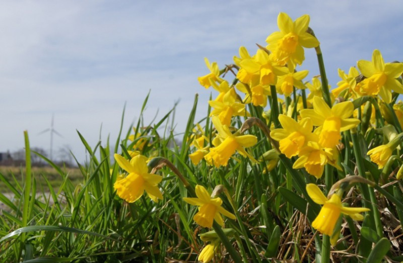 Narcis 'Tête à Tête'