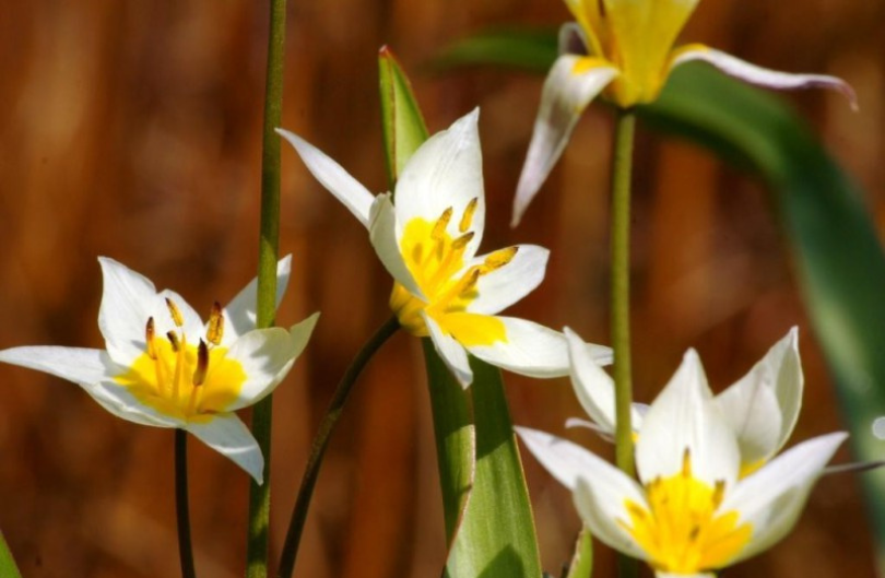 Tulp turkestanica