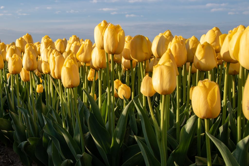 Tulp 'Novi Sun'