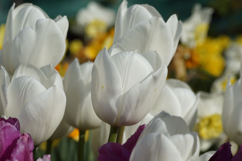 Tulp 'Royal Virgin'
