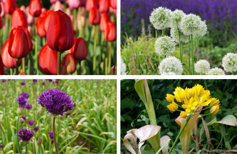 Bijenbuffet Smaakbloemen