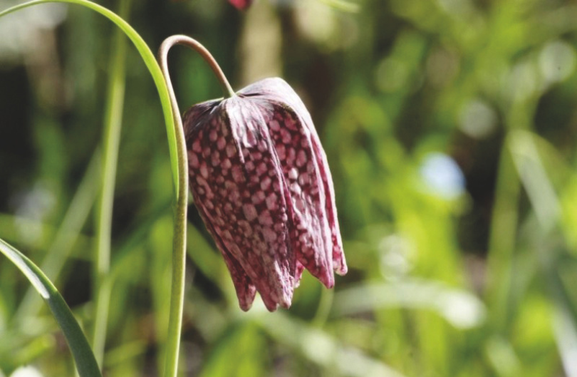Wilde kievitsbloem