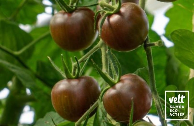 Tomaat Black Cherry