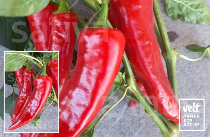 Peper Gorria