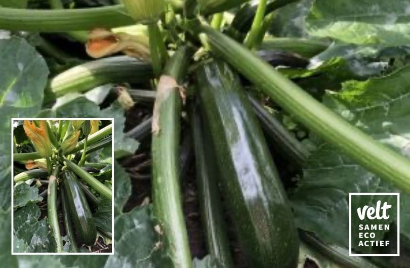 Courgette Solara