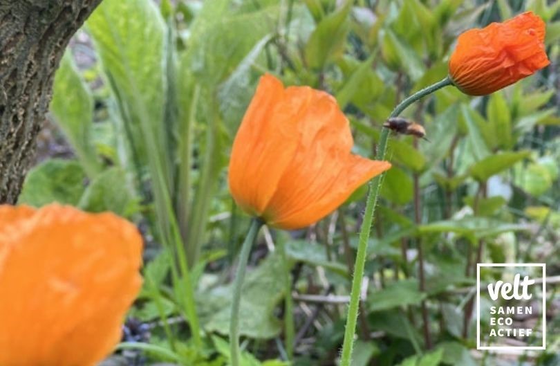 Oranje schijnpapaver