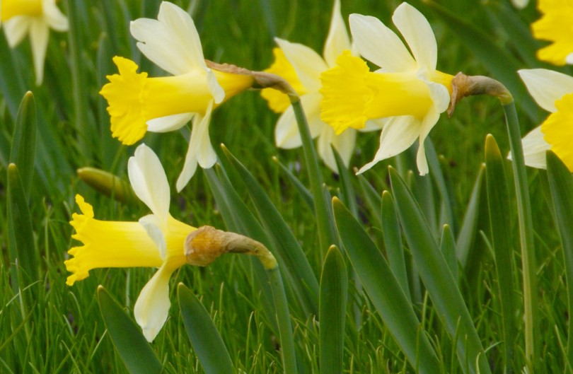 Narcis 'Topolino'