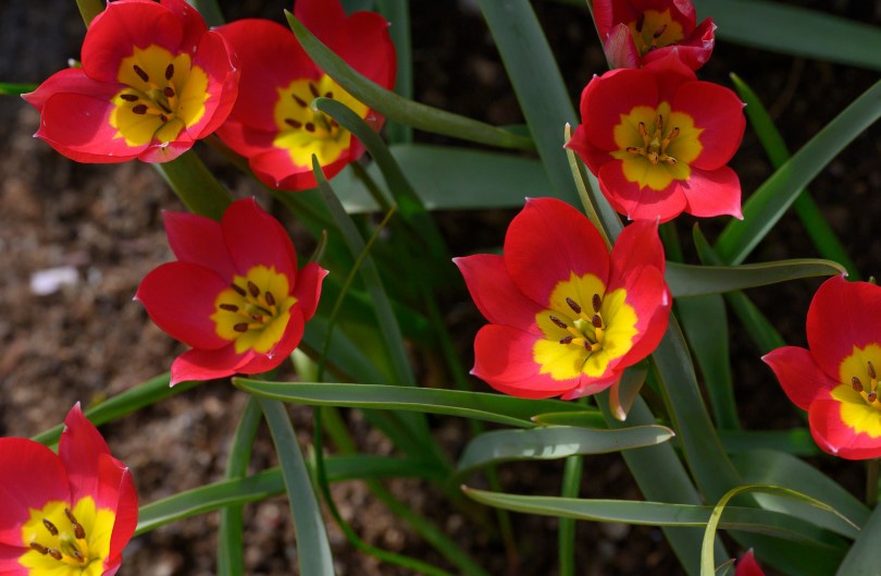 Tulp 'Red beauty'