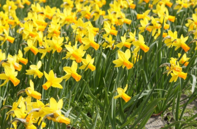 Narcis 'Jetfire' 