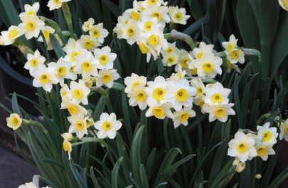 Narcis 'Minnow'