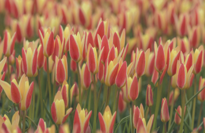 Tulp 'Tinka' 