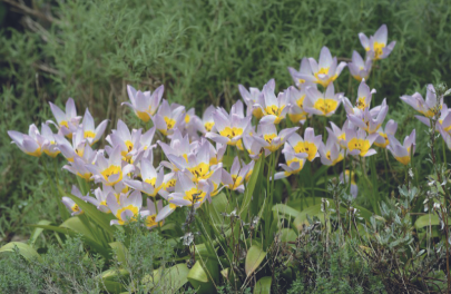 Tulp saxatilis 