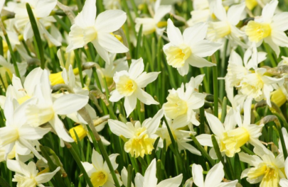 Narcis 'Sailboat' 