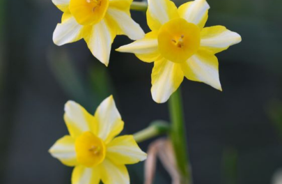 Narcis 'New Baby' 