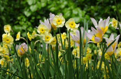 Narcis 'Sundisc' 