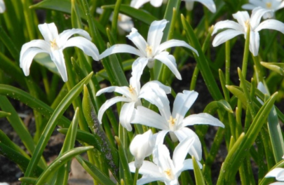 Sneeuwroem 'Alba'