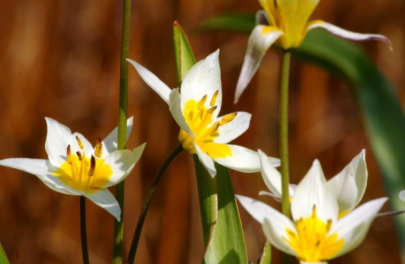 Tulp turkestanica