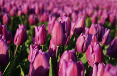 Tulp 'Purple Prince' 
