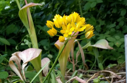 Sierlook 'Jeannine' 