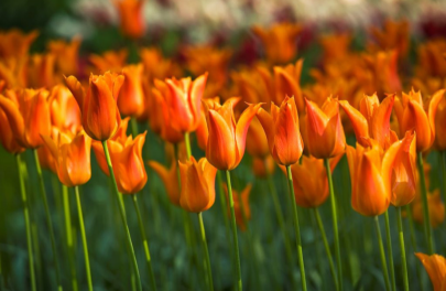 Tulp 'Ballerina' 