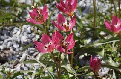Tulp 'Tiny Timo'