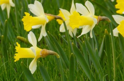 Narcis 'Topolino'