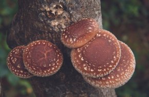 Shiitake (200 entpluggen)