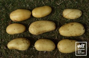 Aardappel Levante - 2,5 kg