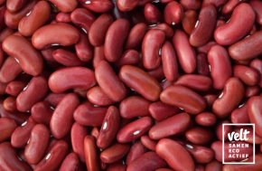 Boon - Struikdroog - Red Kidney/Canadian Wonder