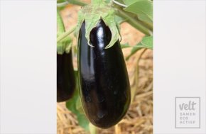 Aubergine - Zora