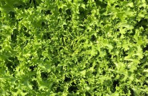 Krulandijvie - Wallonne (Frisée)