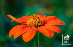 Mexicaanse zonnebloem