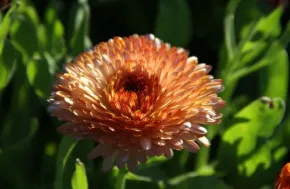 Goudsbloem Strawberry Blonde en zachtgeel