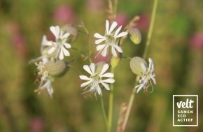 Blaassilene
