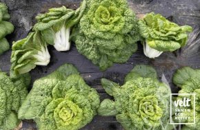 Chinese kool en paksoi - Golden Heart Winter Choi